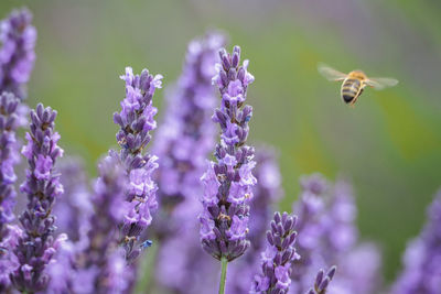 Close-up of insect on purple flowering plant