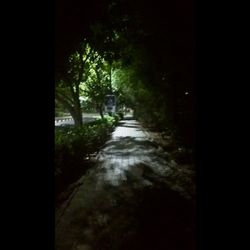 Road amidst trees in forest