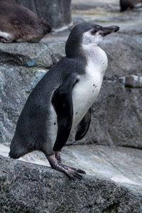 Close-up of penguin on rock at beach