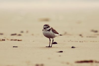 Close-up of bird on beach