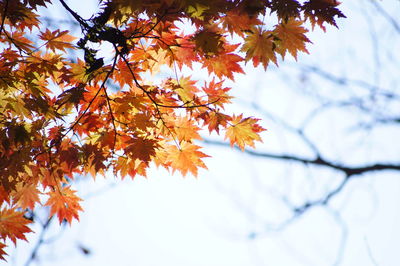 Low angle view of maple tree against sky