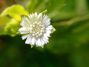 Close-up of white flower