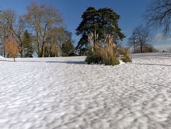 Trees on snow covered field against sky