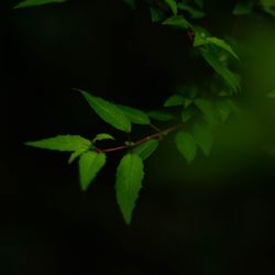 Close-up of leaves against black background