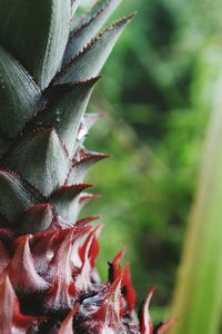 Close-up of spiked plant