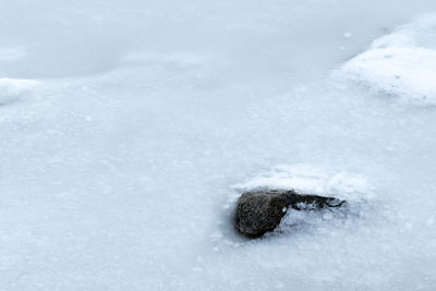 High angle view of crocodile in snow