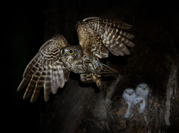 Close-up of hawk owl leaving chicks in nest