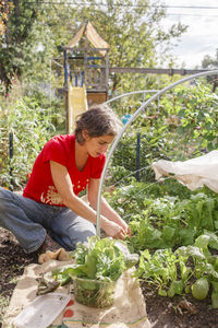 A woman picks leafy greens from her backyard vegetable garden in sun