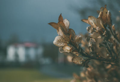 Close-up of dried plant against blurred background