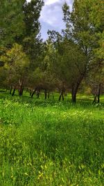 Trees growing in field