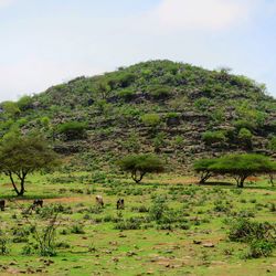 Scenic view of green landscape against sky