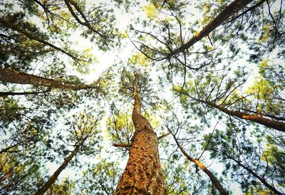 Low angle view of trees in forest against sky