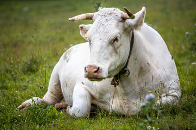 Cow in a field