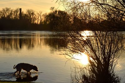 Silhouette ducks swimming on lake during sunset