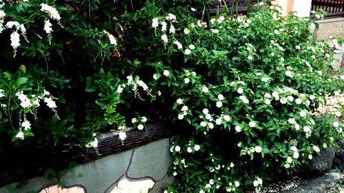 View of flowers in garden