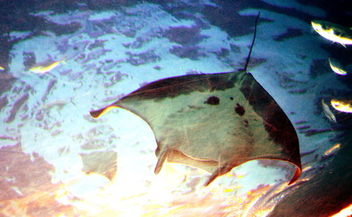 Close-up of turtle swimming in aquarium