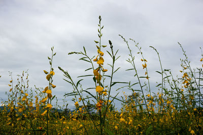 Low angle view of flowering plants on field against sky