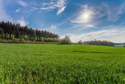 Scenic view of agricultural field against sky