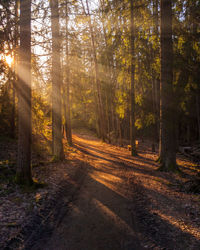 Trees in forest during autumn