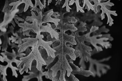 Close-up of leaves