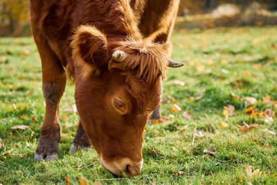 Close-up of cow on field