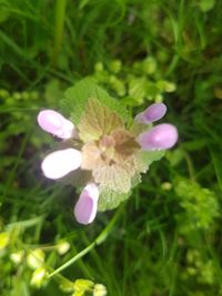 Close-up of pink flowering plant on field