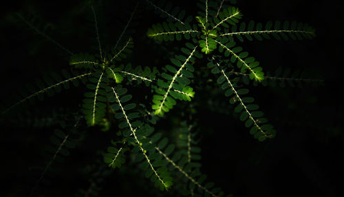Close-up of fern leaves on tree at night