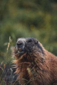 Close-up of alpine marmot