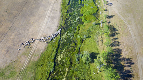 The aerial view of cetina river in the karst plain, croatia