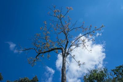 Low angle view of bare tree against blue sky