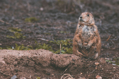 Close-up of squirrel on field