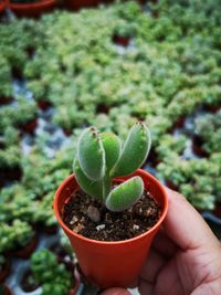 Close-up of hand holding small potted plant