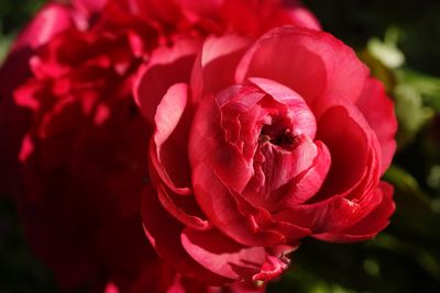 Close-up of red rose