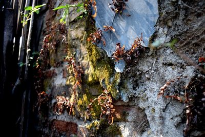 Close-up of lichen growing on tree trunk