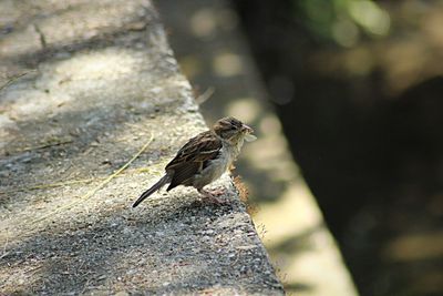 Close-up of bird perching outdoors