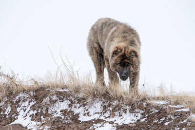 View of an animal on snow covered land