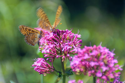 Close-up of butterfly pollinating on pink flower
