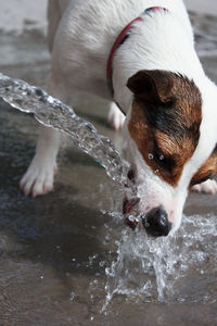 Jack russell terrier dog drinking flowing water outdoors