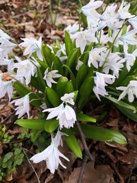 Close-up of white flowering plants on field