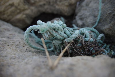 Close-up of rope on rock