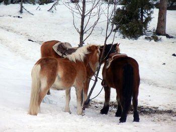 Horses on snow covered field