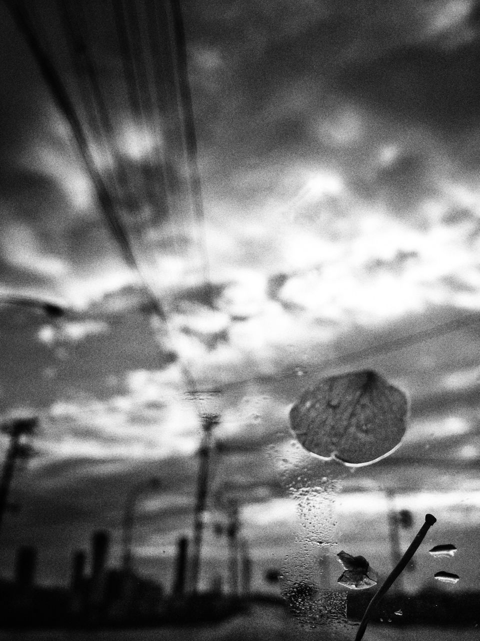 sky, cloud - sky, nature, fragility, focus on foreground, close-up, beauty in nature, low angle view, water, plant, dusk, selective focus, no people, electricity, stem, outdoors, growth, tranquility, cloudy, weather