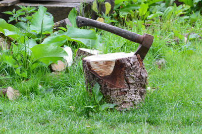 Wooden log on field