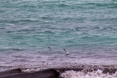 Seagulls flying over sea