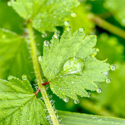 Close-up of raindrops on leaves