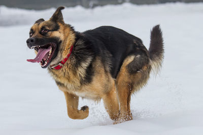 Dog in winter