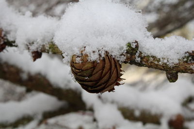 Close-up of snow covered plant