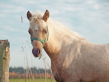 Portrait of horse standing against sky