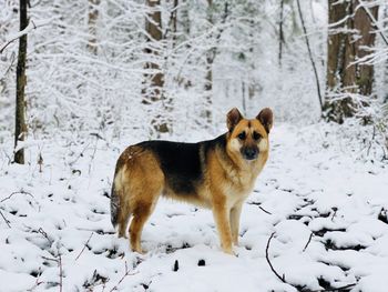 Portrait of dog on snow field during winter