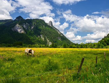 Scenic view of farm field against sky